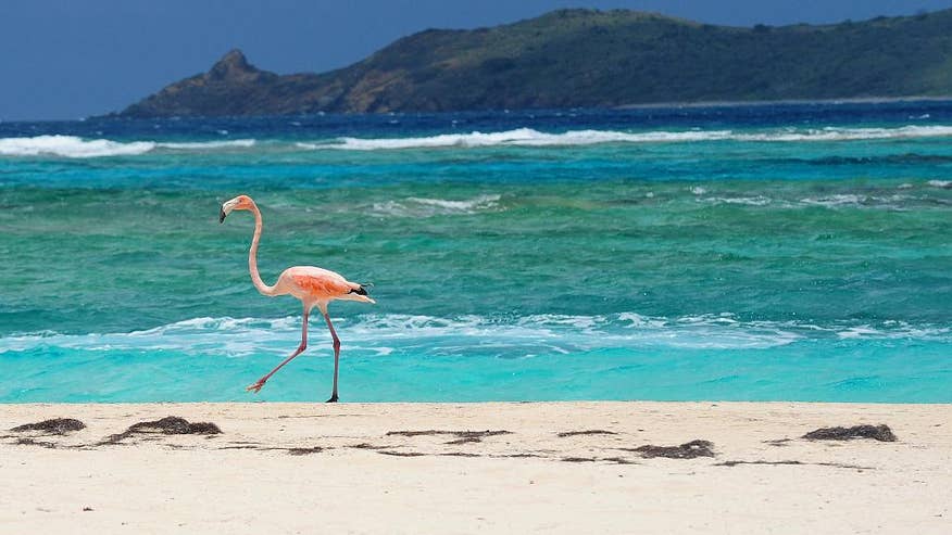 British Virgin Islands Protecting Sharks-1.jpg
